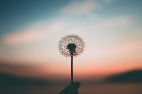 Dandelion in sunset